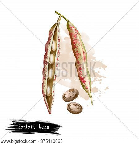 Borlotti Bean. Digital Art Illustration Of Cranberry Beans, Roman Saluggia Rosecoco Bean. Phaseolus 