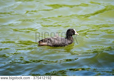 One Small Black Eurasian Coot Bird Also Known As Common Or Australian Coot, Swiming On A Lake In A S