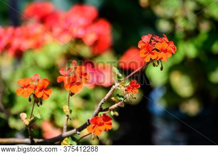 Group Of Vivid Red Pelargonium Flowers (commonly Known As Geraniums, Pelargoniums Or Storksbills) An