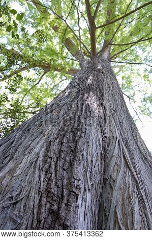 Bark Of An Old Tree Close-up, Bottom View