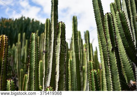 Close up of succulent green cactus at botanical garden
