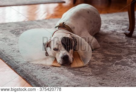 Dog Phenotype English Pointer In A Protective Medical Plastic Collar