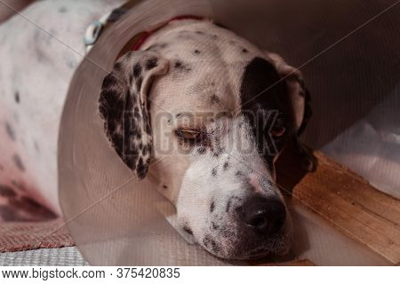 Dog Phenotype English Pointer In A Protective Medical Plastic Collar