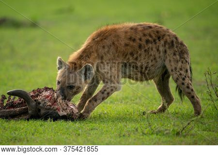 Spotted Hyena Chews Carcase On Short Grass