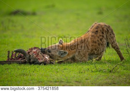 Spotted Hyena Chews Carcase On Grassy Plain