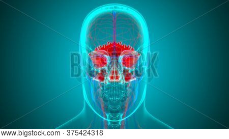 Human Skeleton Skull Occipital Bone Anatomy For Medical Concept 3d Illustration
