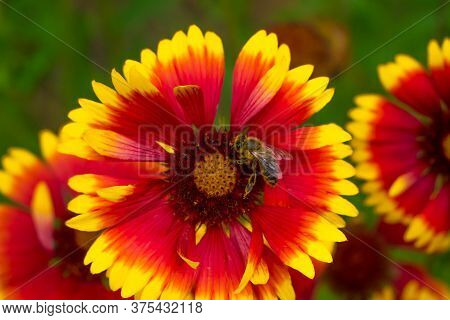 A Striped Bee Sits On A Red-yellow Flower And Collecting Nectar. Bokeh