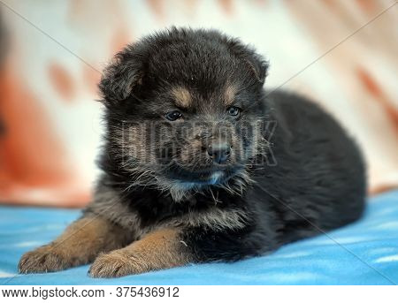 Puppy Tibetan Mastiff In Front Camera.