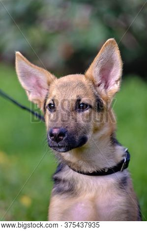 Shepherd Puppy On Grass Background