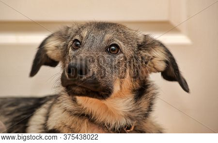 Crossbreed Puppy Shepherd Looks Guiltily.