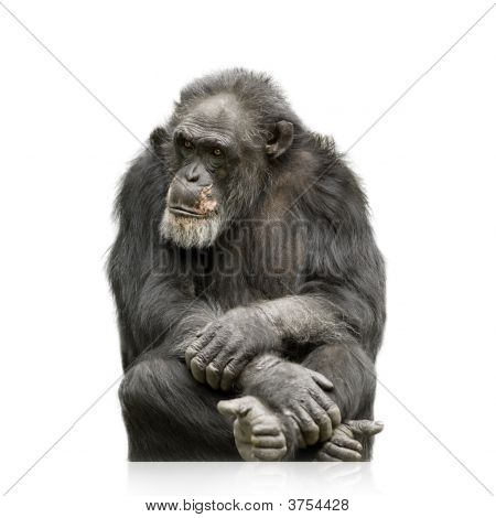 Chimpanse Simia Troglodytes