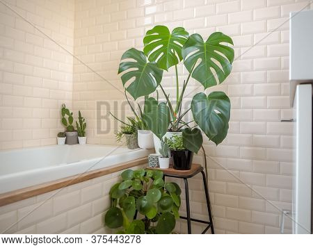 Small Bright Bathroom With Subway Tiles And A Variety Of Green Potted Plants Such As A Pancake Plant