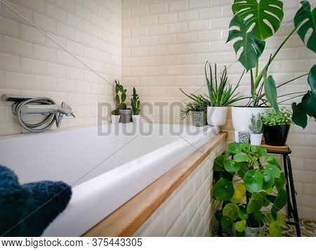 Bright Bathroom With Subway Tiles And A Large Variety Of Green Potted Plants Such As A Pancake Plant