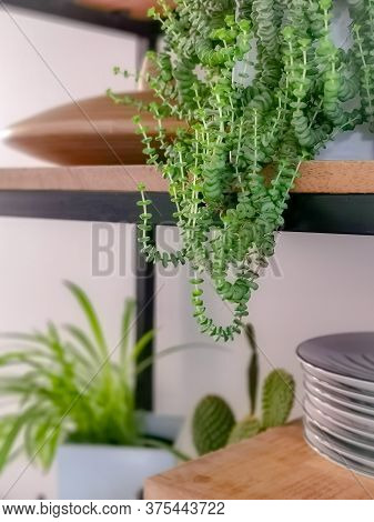 Industrial Open Shelf Cupboard Filed With Numerous House Plants In Pots Such As A Jade Necklace Plan