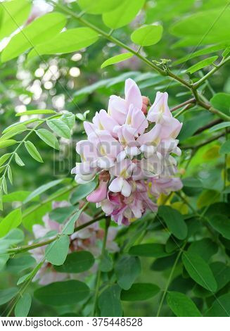 Blooming Brush Of Decorative  Robinia Viscosa Tree In A Botanical Garden. Fragrant Flowers Of Pink A