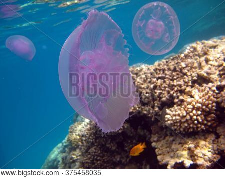 Jellyfish Long-eared Aurelia, Or Long-eared Jellyfish - A Type Of Scyphoid From The Order Of Discome