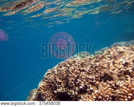 Jellyfish Long-eared Aurelia, Or Long-eared Jellyfish - A Type Of Scyphoid From The Order Of Discome