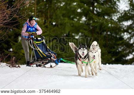 Verkhoshizhemye, Russia - 03.08.2020 - Husky Sled Dog Racing. Winter Dog Sport Sled Team Competition