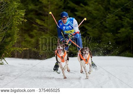 Verkhoshizhemye, Russia - 03.08.2020 - Skijoring Dog Racing. Winter Dog Sport Competition. Pointer D