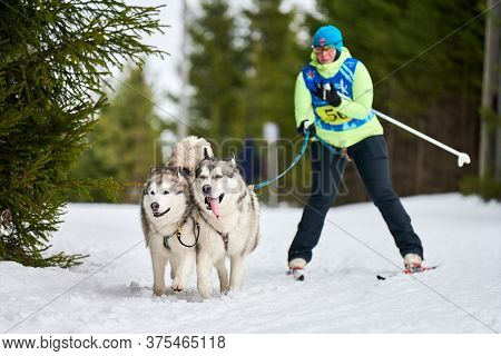 Verkhoshizhemye, Russia - 03.08.2020 - Skijoring Dog Racing. Winter Dog Sport Competition. Siberian 