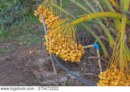 Bunch Of Palm Fruit Thailand. Agriculture Economy / New Season Dates On A Date Palm Tree