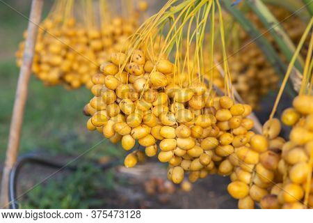 Bunch Of Palm Fruit Thailand. Agriculture Economy / New Season Dates On A Date Palm Tree