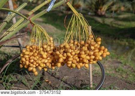 Bunch Of Palm Fruit Thailand. Agriculture Economy / New Season Dates On A Date Palm Tree