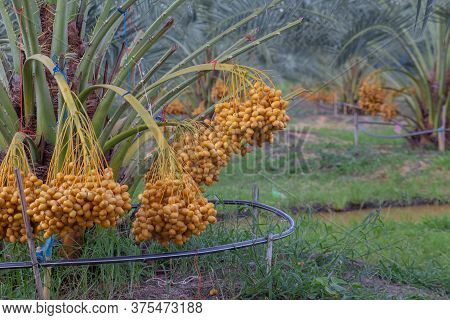 Bunch Of Palm Fruit Thailand. Agriculture Economy / New Season Dates On A Date Palm Tree