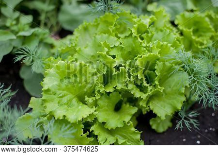 Young Fresh Lettuce With Fragrant Dill In Ecological Home Farm. Eco-friendly Formal Vegetable Backya