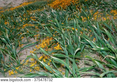 Green leaves of Sea Daffodil (Pancratium maritimum) and yellow wildflowers of Horseshoe Vetch (Hippocrepis comosa) on the beach