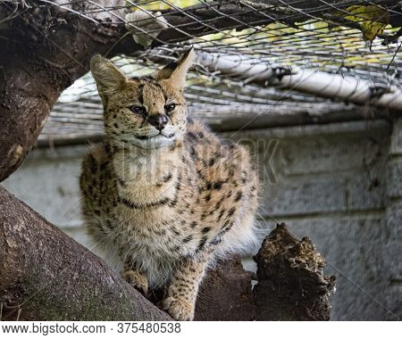 Serval Cat In Captivity