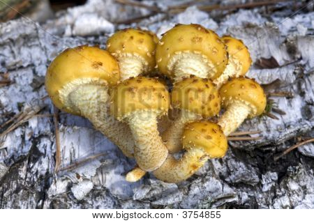 Gruppe af svampe (Pholiota Aurivella), på Birk stammen.