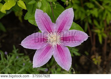 Pink Flowering Vine Jackman's Clematis (clematis Jackmanii) In The Summer Garden