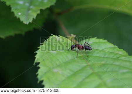 Black Ant Runs On A Green Leaf