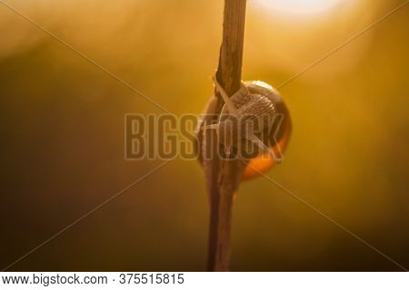 Close Up Macro Shot With A Snail On A Little Twig In The Warm Golden Morning Light At Sunrise And A 