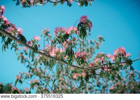 Natural Spring Flower Albizia Lenkoran Acacia Tree On A Blue Sky Background