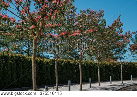 Beautiful Avenue Of Trees Albizia Lenkoran Acacia On A Blue Sky Background.