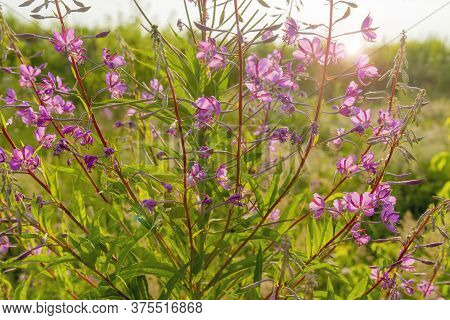 Willow Herb Ivan Tea In The Warm Summer Light