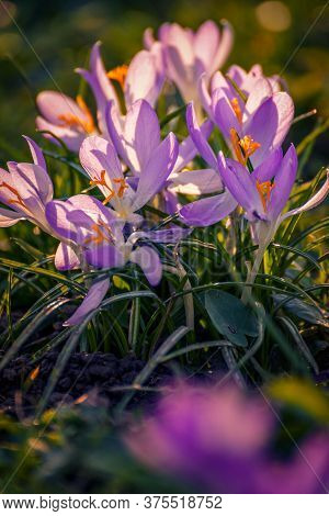 Beautiful Spring Flowers Crocuses Shot With A Macro Lens With Wide Aperture In The Grass With A Beau