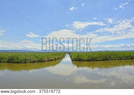 The Wetlands Of Isola Della Cona In Friuli-venezia Giulia, North East Italy