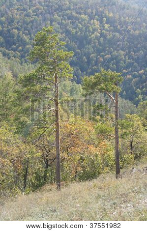 natur