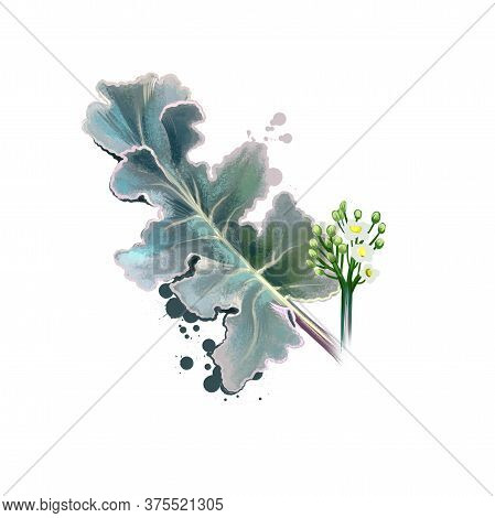 Digital Art Illustration Of Crambe Maritima, Sea Kale, Crambe Isolated On White Background. Organic 