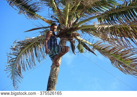 Salvador, Bahia / Brazil - October 10, 2017: Man Is Seen Climbing On Coconut Tree At Wilson Lins Squ