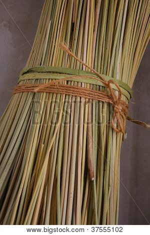 Totora rákosí