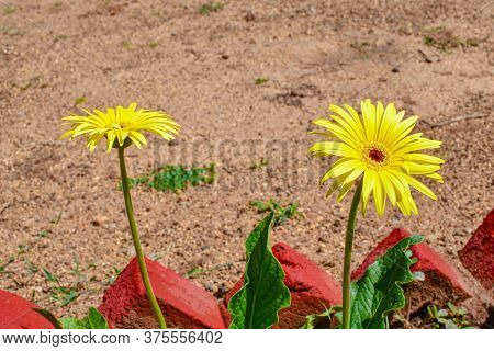 Yellow Zinia Flowers With Green Leaves In The Garden On Daylight. 01