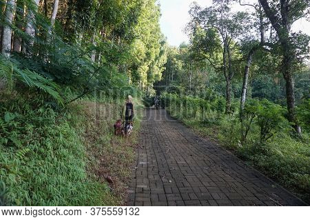 Banyuwangi, Indonesia - June 27, 2020 : A Woman Walking With The Dogs At Pines Plantation Sri Wulung