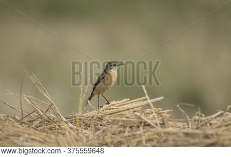 A wild bird on the dry paddy tree on the paddy field .
