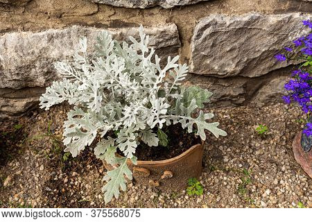 Marine Cineraria With Exotic Openwork Leaves, Silver Color, Close-up. A Plant With Openwork Silver L