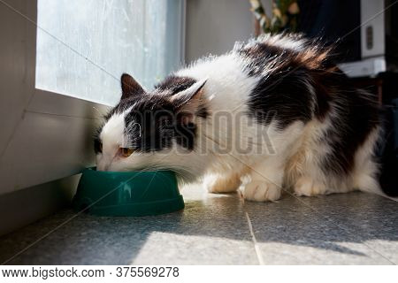 Cute Young Black And White Cat Eating Food Fromm Green Plate Near Glass Of The Window In The Room.