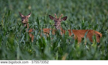 Red Deer Male And Female Standing In Corn In Summer.